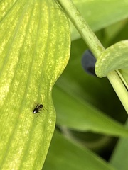 Prenolepis imparis