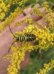 Megacyllene robiniae