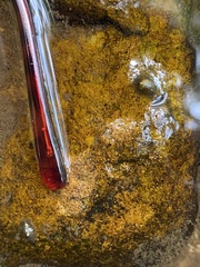 Planorbella trivolvis