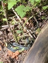 Thamnophis