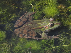 Pelophylax