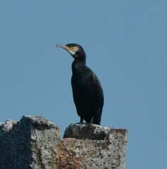 Phalacrocorax carbo image