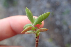 Crassula pubescens
