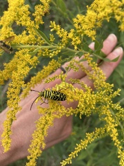 Megacyllene robiniae