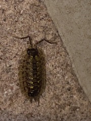 Porcellio spinicornis