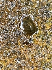 Planorbella trivolvis