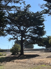 Cupressus macrocarpa