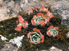 Echeveria secunda