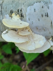 Polyporaceae