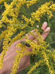 Megacyllene robiniae