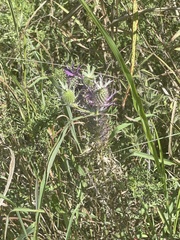 Eryngium leavenworthii