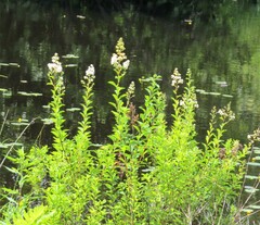 Spiraea alba latifolia