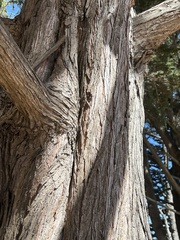 Cupressus macrocarpa