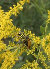 Megacyllene robiniae