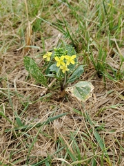 Brassicaceae