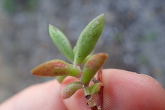 Crassula pubescens