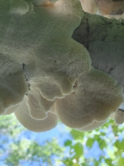 Polyporaceae
