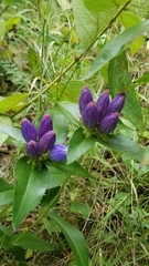 Gentiana andrewsii