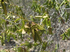 Diospyros