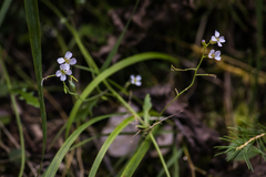 Arabidopsis