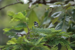 Setophaga nigrescens