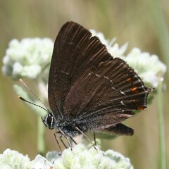 Satyrium ilicis