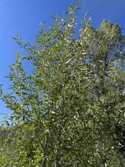 Populus angustifolia