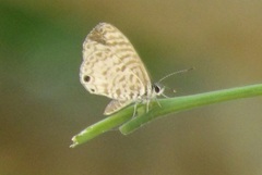 Leptotes cassius cassidula