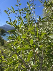 Populus angustifolia