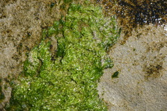 Ulva lactuca
