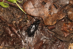Carabidae