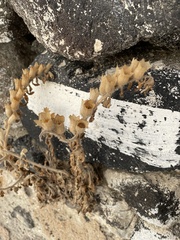 Hyoscyamus albus