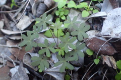 Oxalis stellata