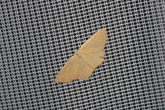 Geometridae