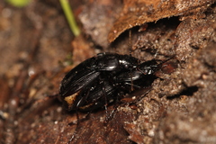 Carabidae