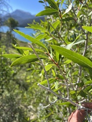 Populus angustifolia