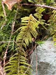 Kindbergia oregana
