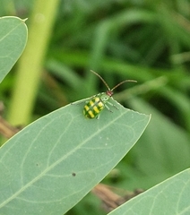 Diabrotica balteata