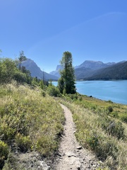 Populus angustifolia