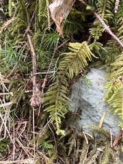Kindbergia oregana