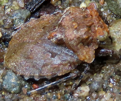 Gelastocoris oculatus