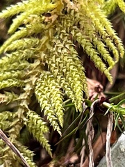 Kindbergia oregana