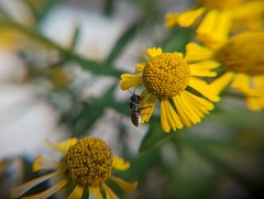 Megachile rotundata