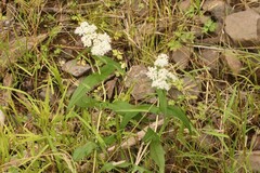 Eupatorium perfoliatum
