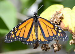 Danaus plexippus