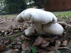 Macrocybe titans