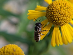 Megachile rotundata