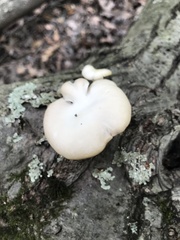 Pleurotus populinus