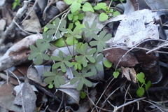 Oxalis stellata