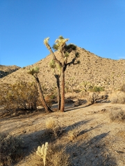 Yucca brevifolia